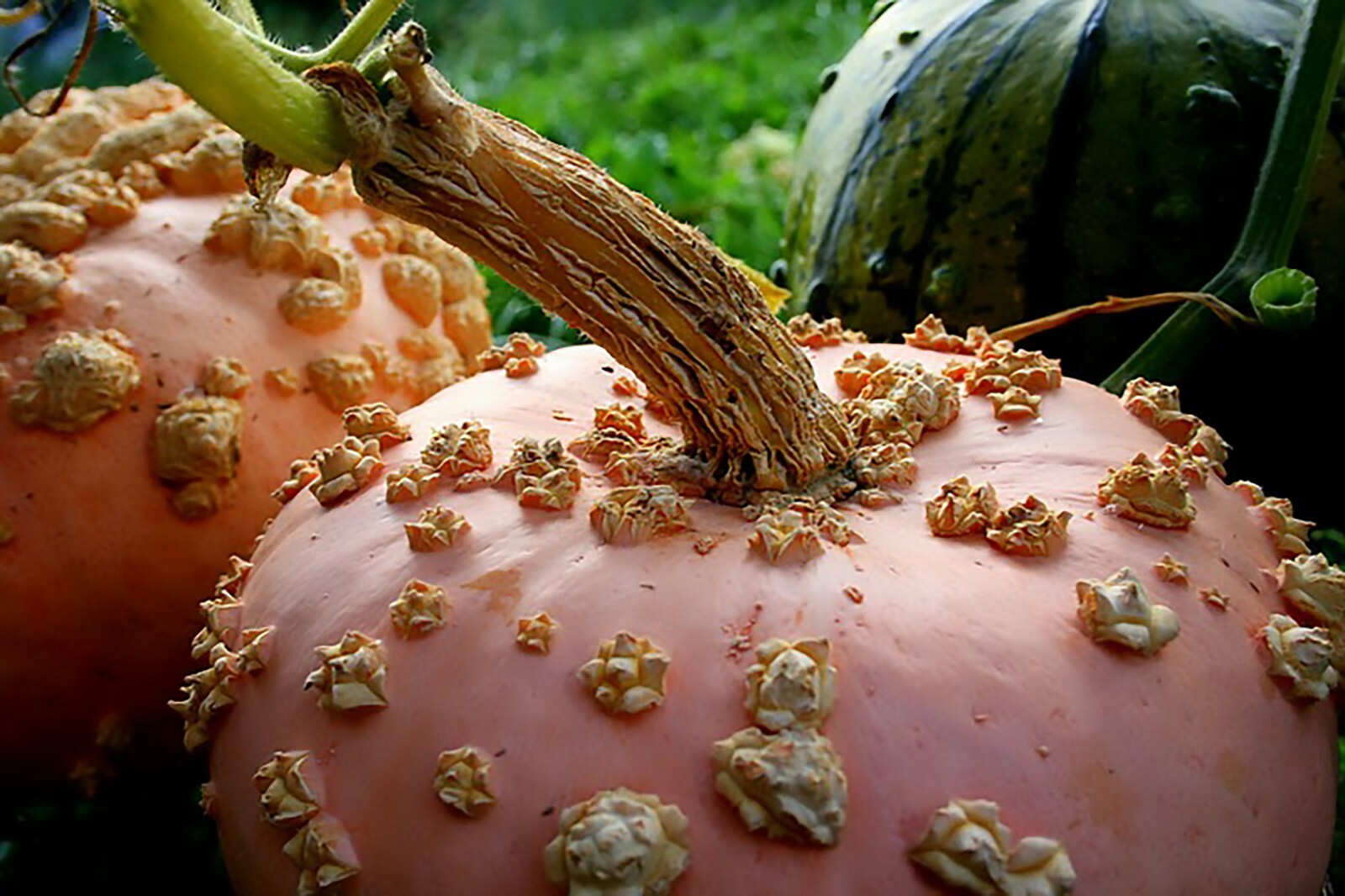 Peanut Pumpkin, D’ Eysines Squash, (Cucurbita maxima), Seeds
