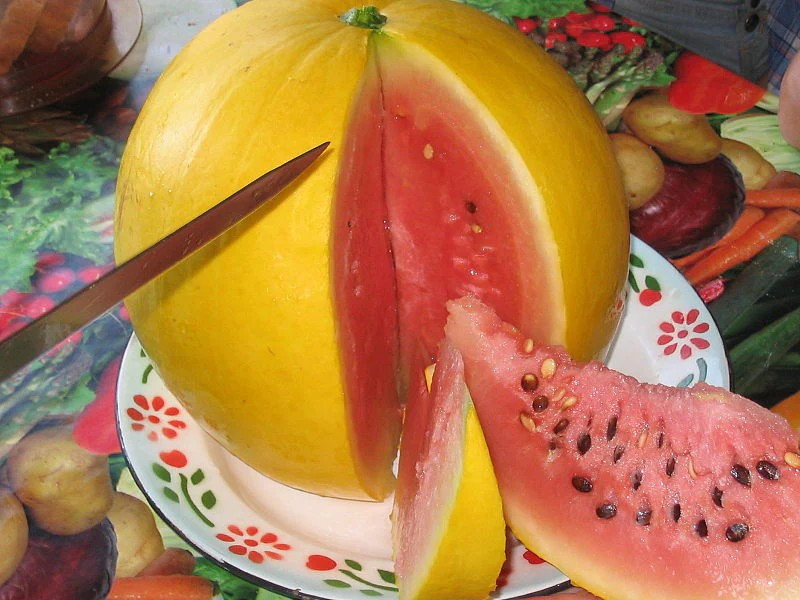 24 Golden Midget Watermelon Seeds – Mini —- Heirloom — Non GMO — Organic