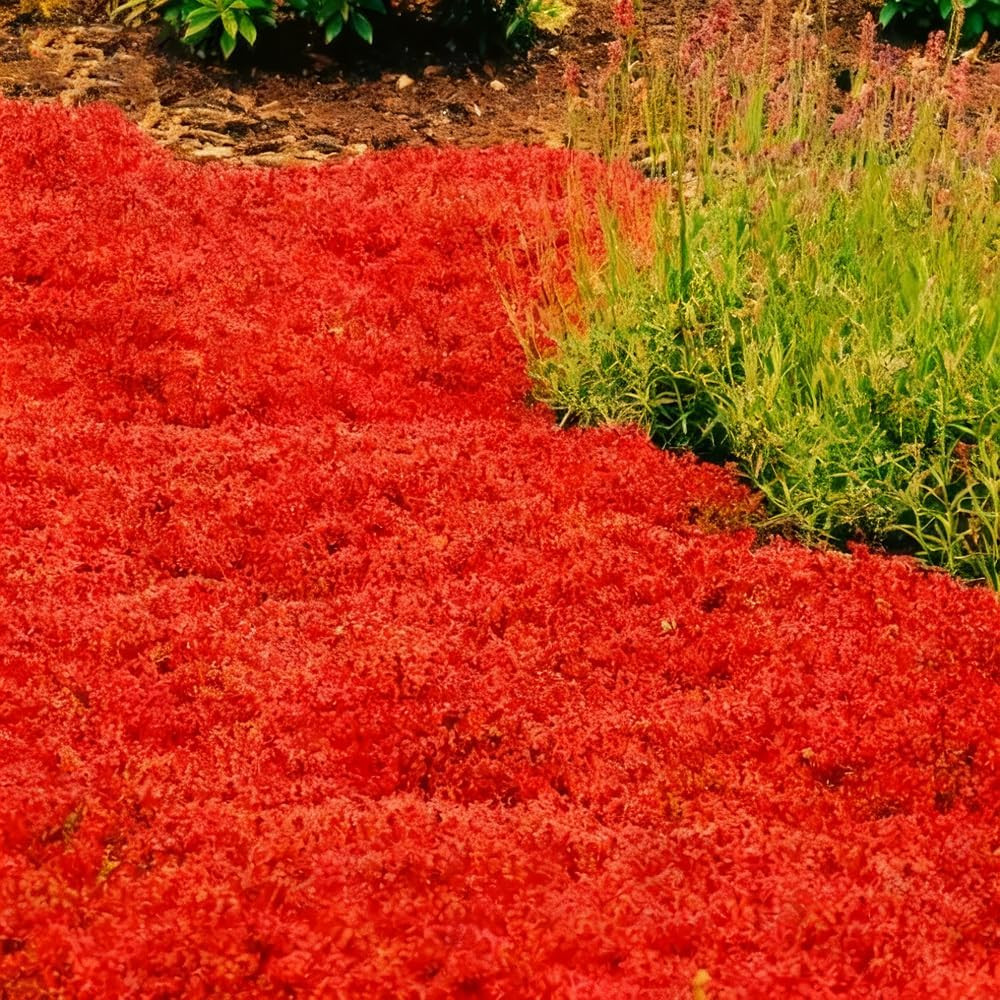 15000Pcs Red Creeping Thyme Seeds Ground Cover,Thyme Seeds for Planting Indoors,