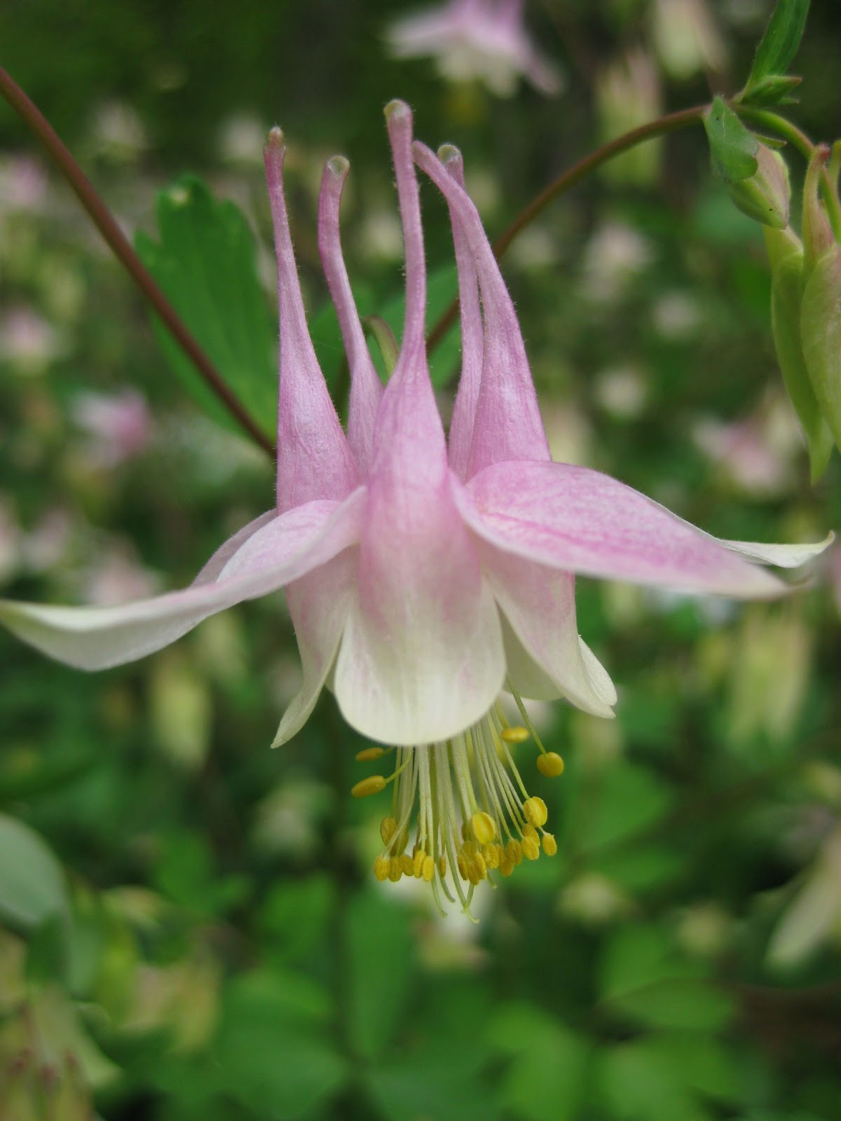 COLUMBINE MIX, 202+ SEEDS, ALL KINDS AND COLORS, AQUILEGIA, easy to grow, USA