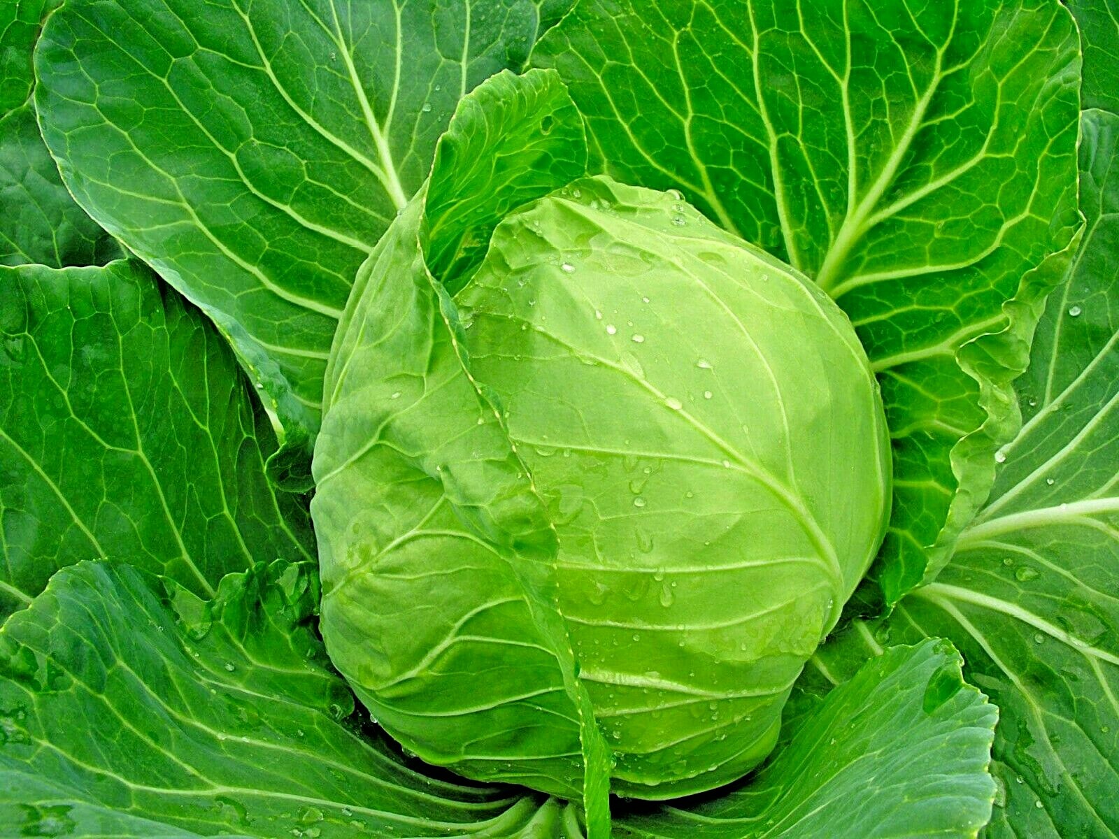 601+JERSEY WAKEFIELD Cabbage Seeds Heirloom Spring Fall Garden Container Easy