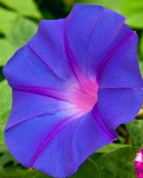 75+ Purple Morning Glory Seeds **Fresh Seeds** ~~FREE SHIPPING~~~