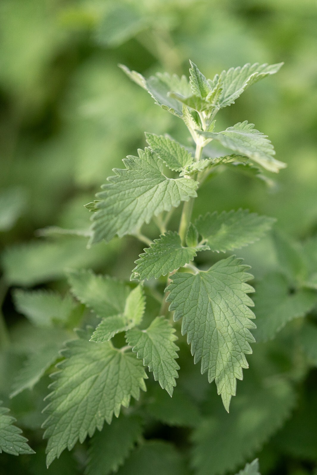 Catnip Seeds for Cats: USDA Organic Non-GMO Seed Packet Catwort Cat Nip, Catmint