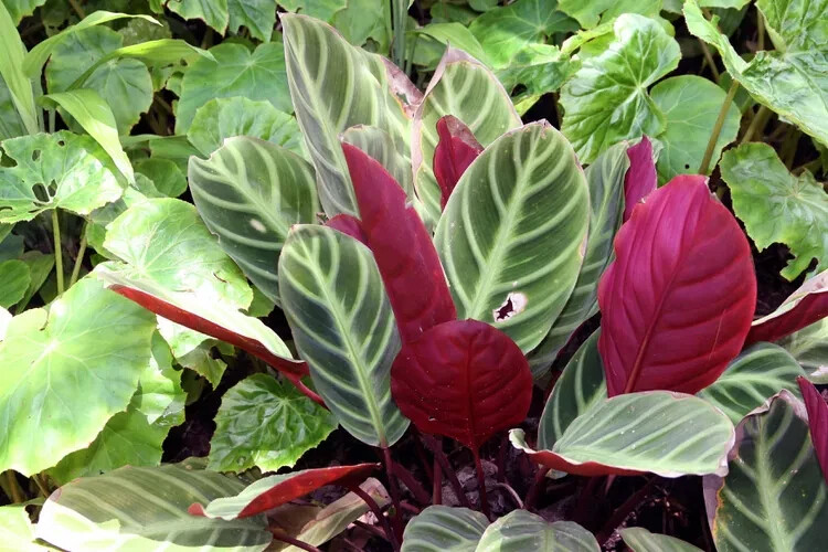 25+ Red Zebrina Calathea Seeds for Garden Planting – USA – FREE SHIPPING!