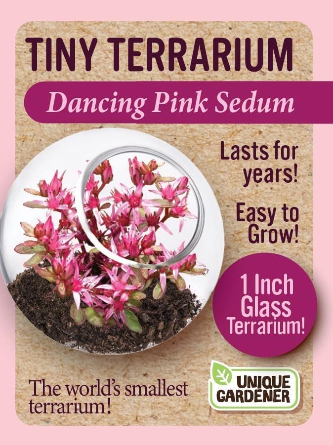 Tiny Terrarium Plant Seeds 4 Variety Pack, DIY Indoor Succulents and Live Pla…