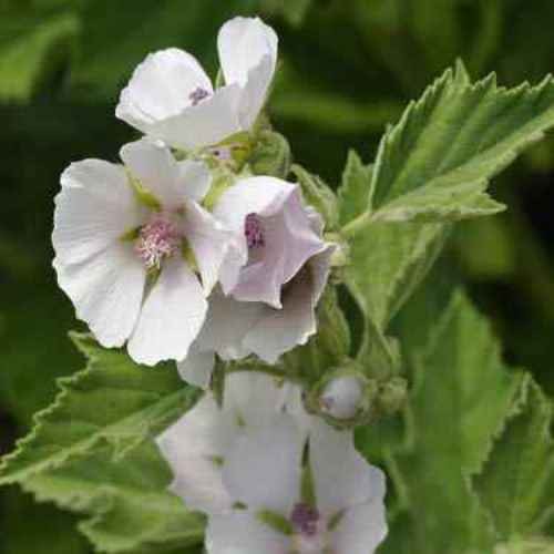2000 Seeds Marsh Mallow Seeds For Planting – Althaea Officinalis Herb Seeds