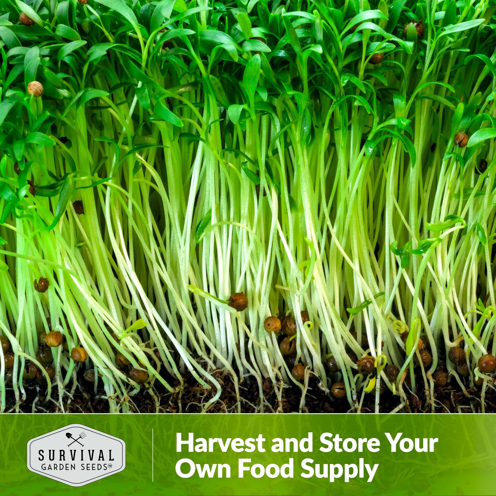 Cilantro Microgreen Seeds for Planting – Non-GMO Heirloom Cilantro Seeds to G…