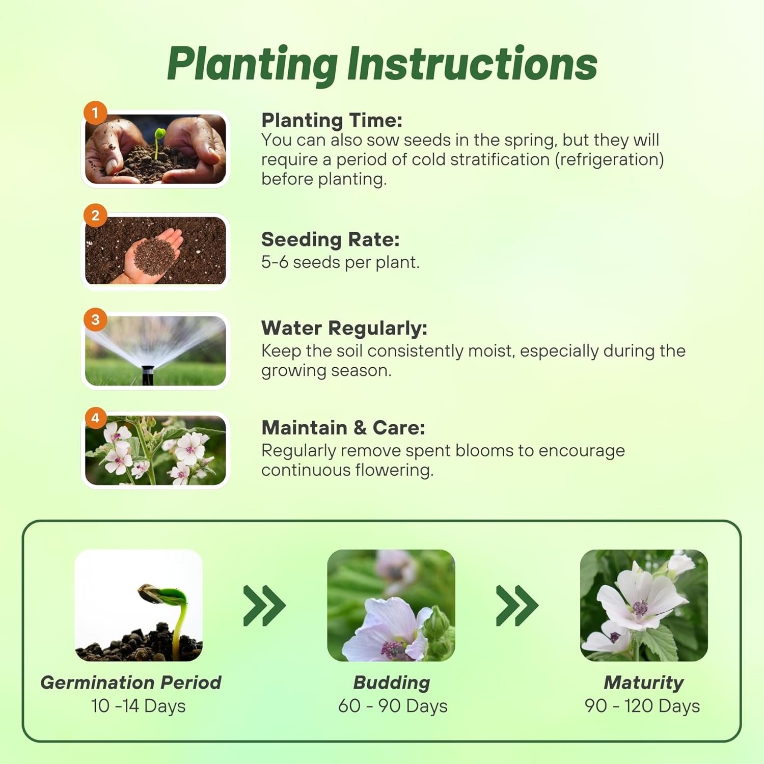 2000 Seeds Marsh Mallow Seeds For Planting – Althaea Officinalis Herb Seeds
