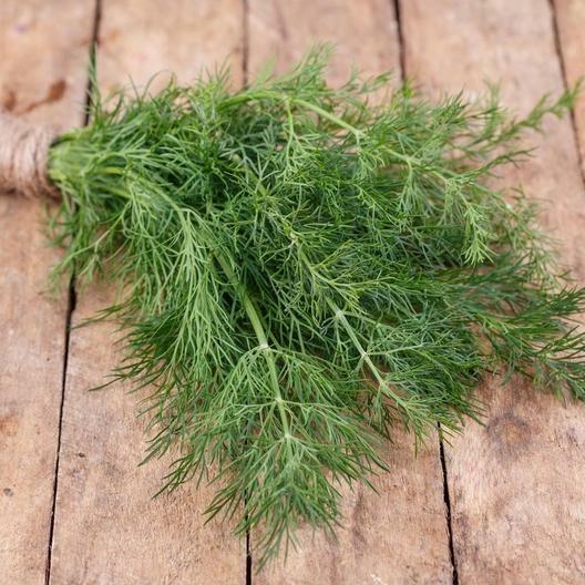 DILL LONG ISLAND MAMMOTH Herb, PIckling, Butterfly Host Plant Non-GMO 500 Seeds!