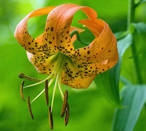 Lilium superbum | Turk’s Cap, American Tiger, or Swamp Lily | 10 Seeds