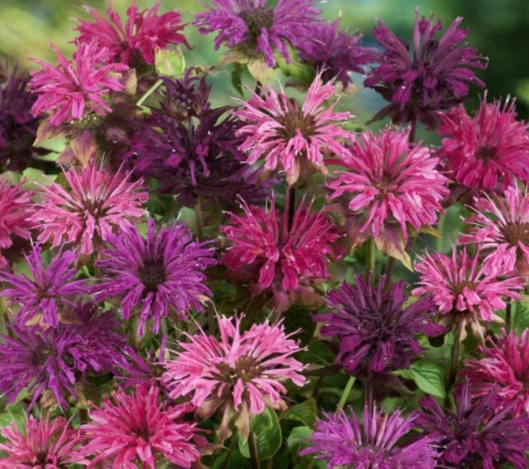 20 + Bee Balm Mixed Flower Seeds USA seller
