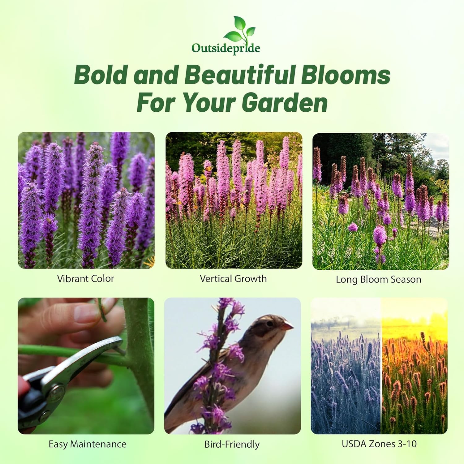 1 LB Drought Resistant Gayfeather Liatris Spicata Wildflower Plant Seed