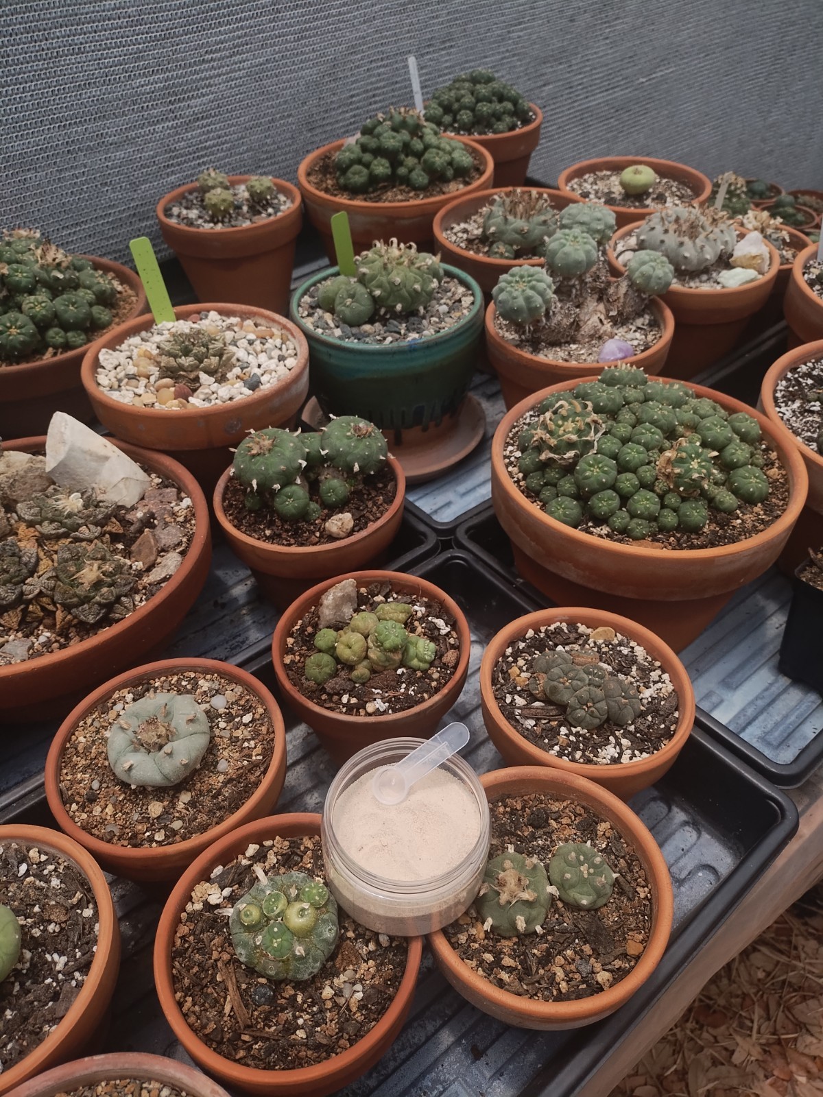 Cactus And Succulent Pesticide, Safe For People And Pollenators. Starkle G