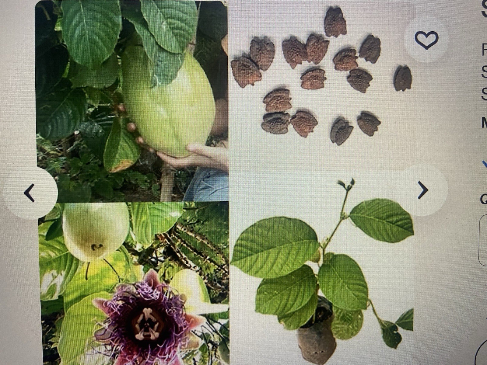 10 GIANT GRANADILLA SEEDS Passionfruit Flower Plants Passiflora quadrangularis