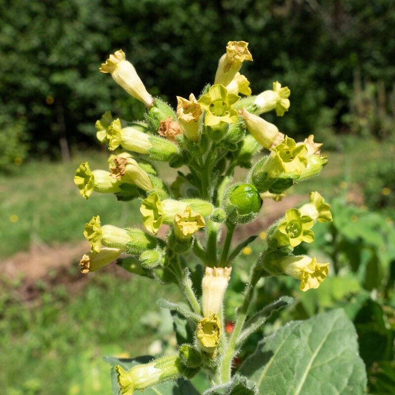 1000 Punche rustica Tobacco Seeds – Nic. Rustica Tobacco – Sacred Tobacco USA