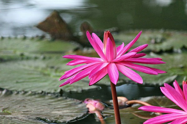 Nymphaea rubra | Red Cup | Red Flare | 10 Seeds