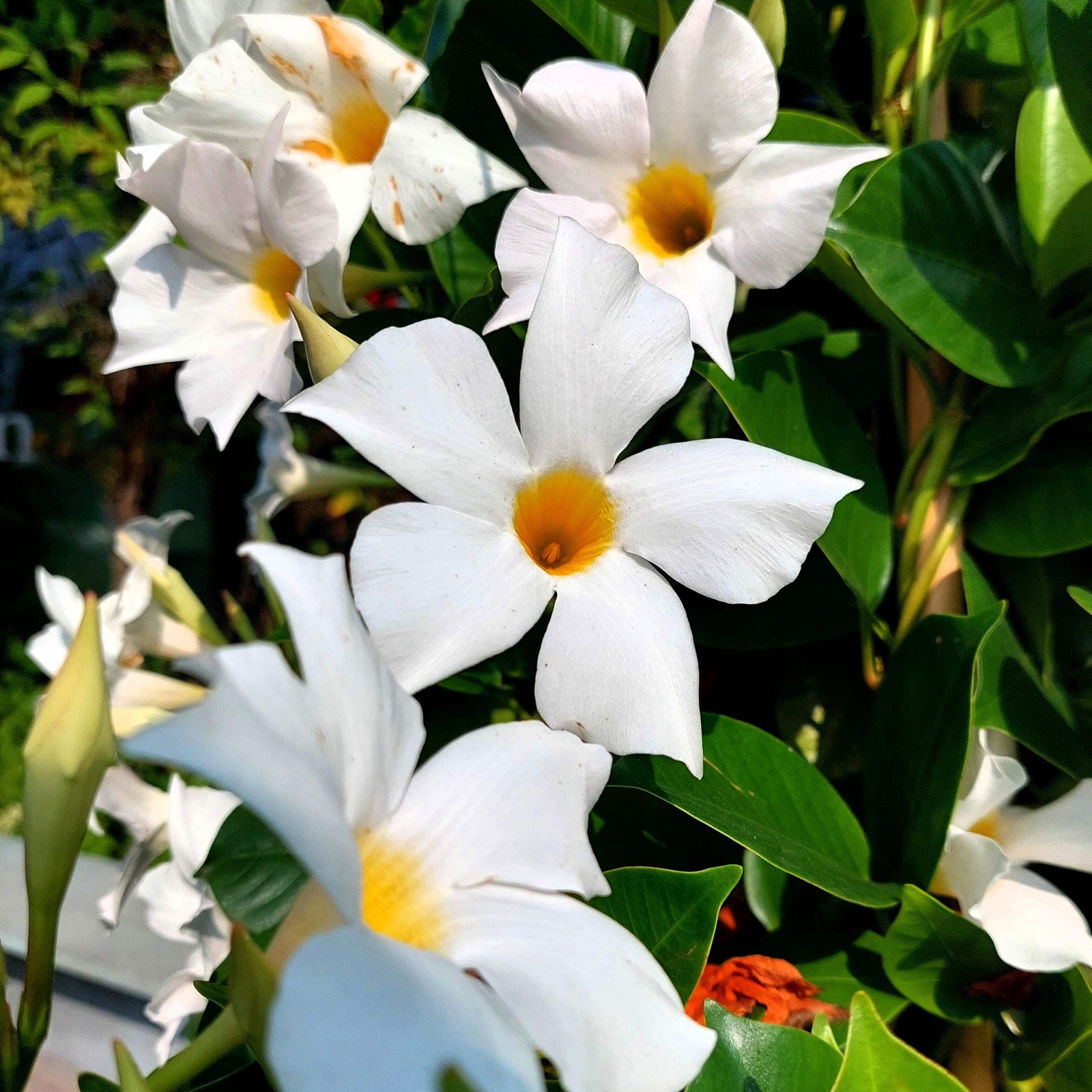 5 CHILEAN JASMINE / MANDEVILLA Laxa White Fragrant Flower Vine Seeds