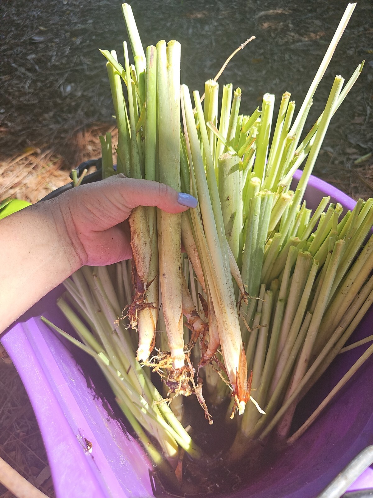 5 Lemongrass Stalks Plugs Live Cymbopogon Plant Healthy Herb Lemon Grass Organic