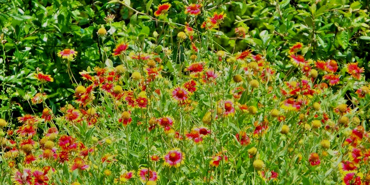 200 Blanketflower Seeds, Gaillardia aristata, Native Pollinator Wildflower