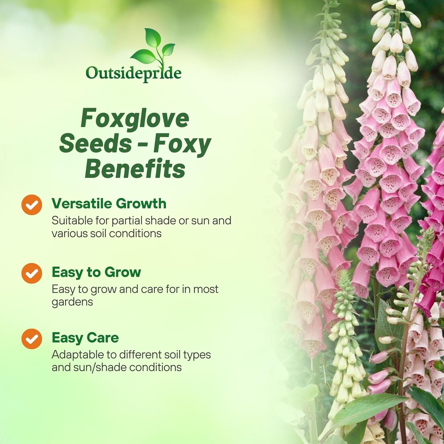 10000 Seeds Digitalis Purpurea Foxglove Foxy Wildflower Seed – AAS Winner