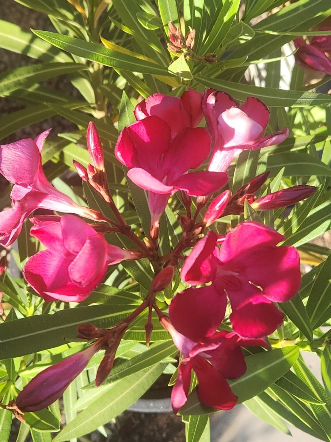 Red Oleander, Fresh Flower Nerium Tree Bush House Plant, 60 2024 Seeds (07)