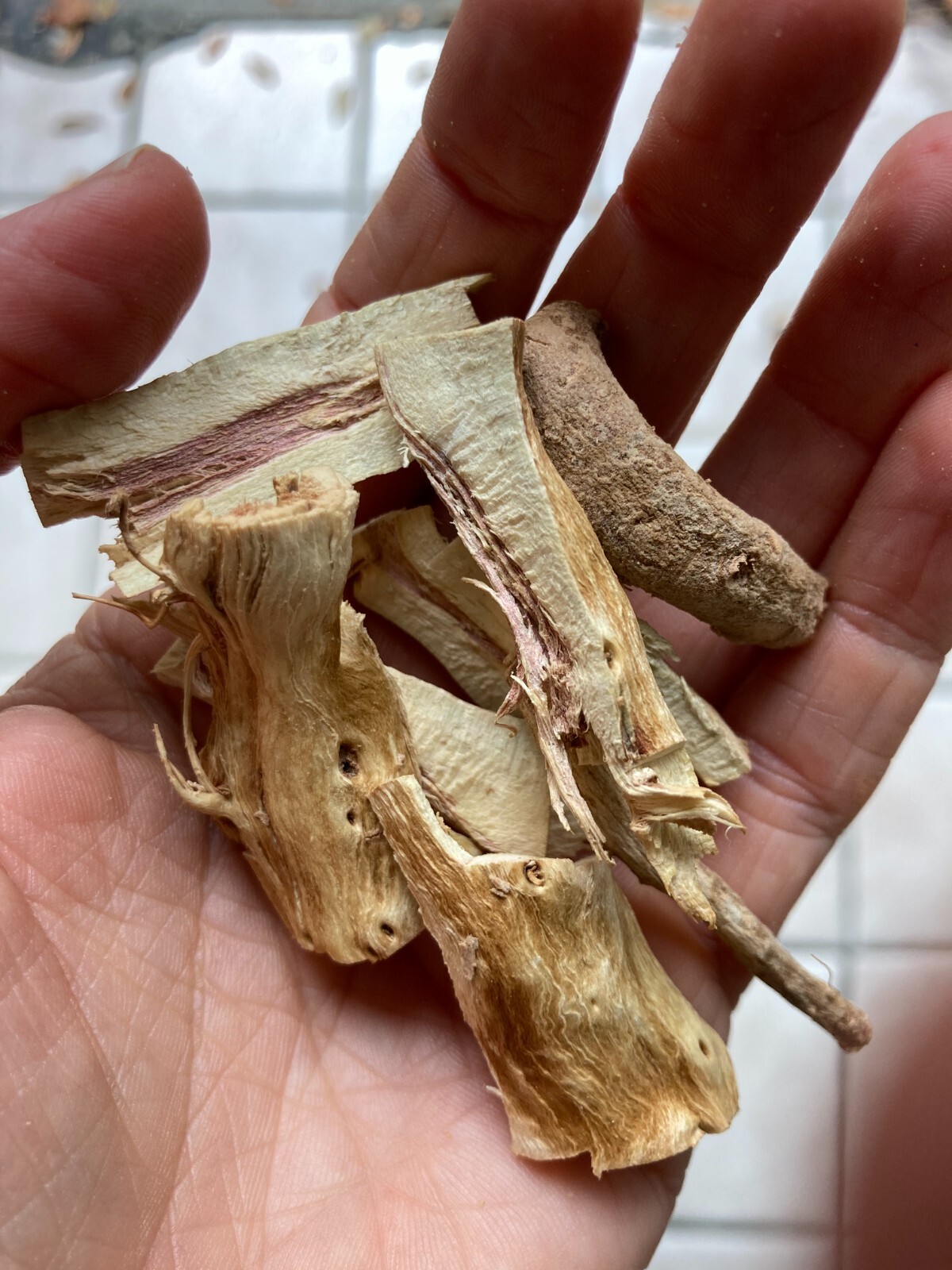 Ashwagandha (Withania somnifera) SEEDS, organic FL Adapted (25 SEEDS)