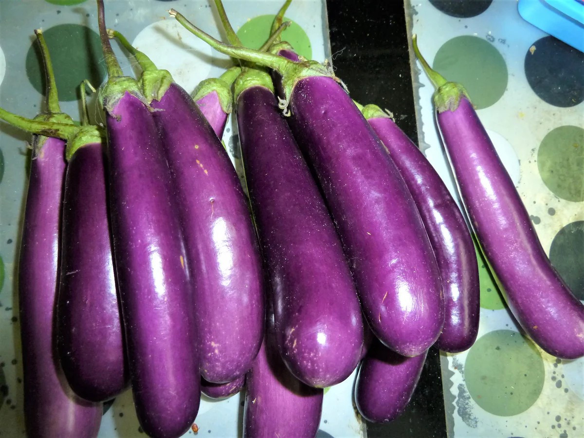 100+ LONG PURPLE EGGPLANT SEEDS – HEIRLOOM – ORGANIC ~ NON-GMO
