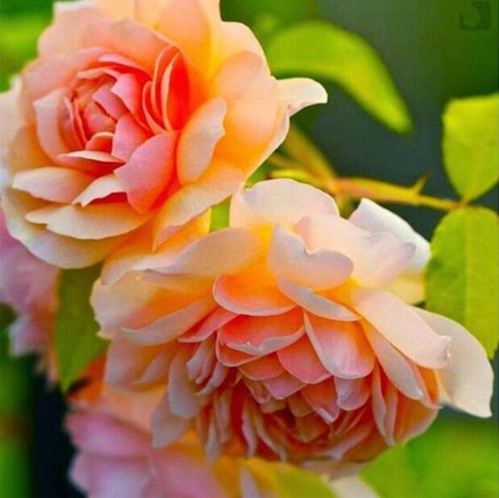 20 PEONIES FLOWER SEEDS rare exotic blossom bloom house plant garden germination