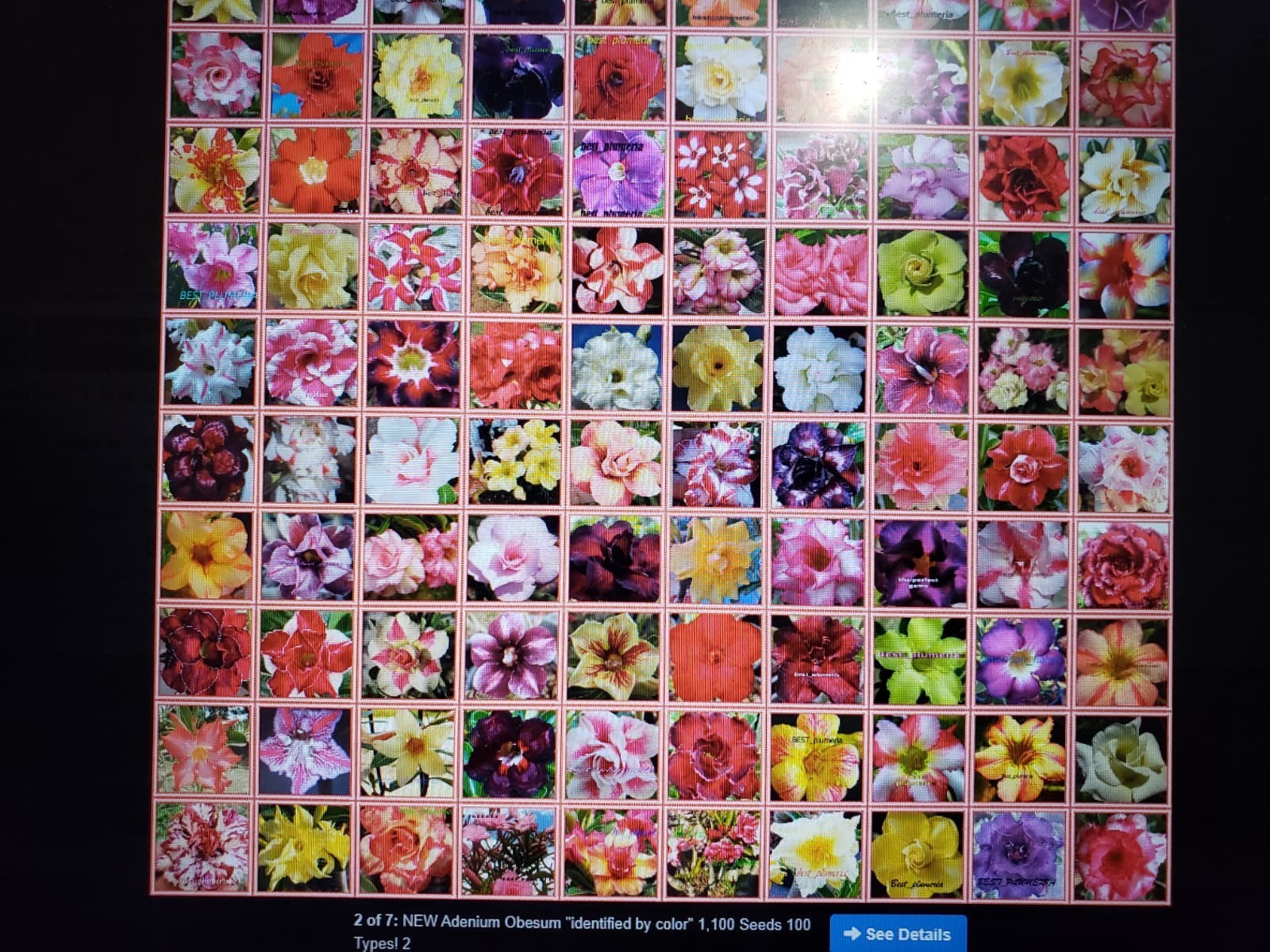 20 Mixed Color-Different Variety-Shape Desert Rose Seeds- USA Seller-Free Ship