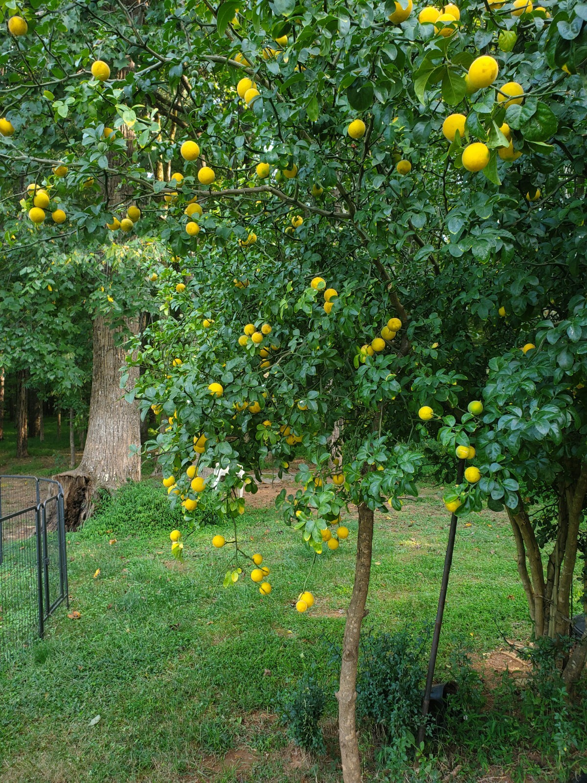 Poncirus Trifoliata Citrus Trifoliate Oranges (20 Ct) Year 2 Seedlings 6-10″ 🍊