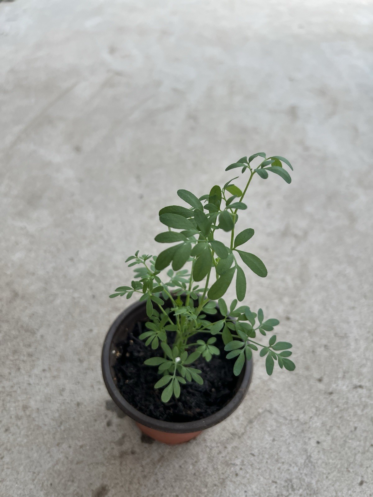 1 Common Rue Plant 7” Ruda Ruta Graveolens Live Plant Ready To Plant