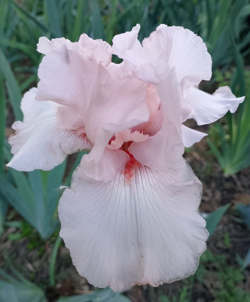 (4) TALL BEARDED IRIS RHIZOME RANDOM MIX BEAUTIFUL FLOWERS ROOT GARDEN PLANTS