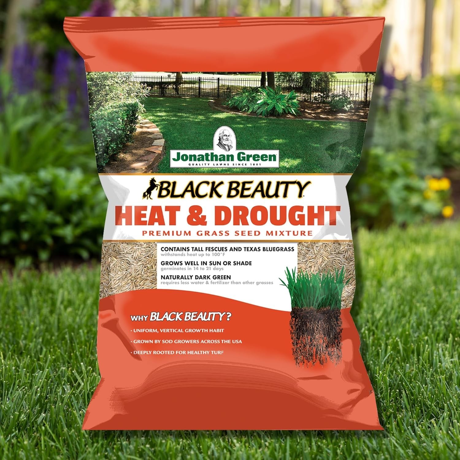 Drought Resistant Black Beauty Grass Seed Mix – 3 lb Coverage, Easy Care