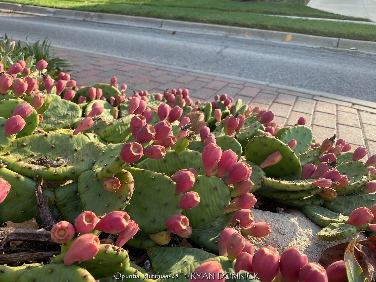 BULK SEEDS!…Opuntia humifusa…Eastern Prickly Pear Cactus(hardy)..QTY/bag=100