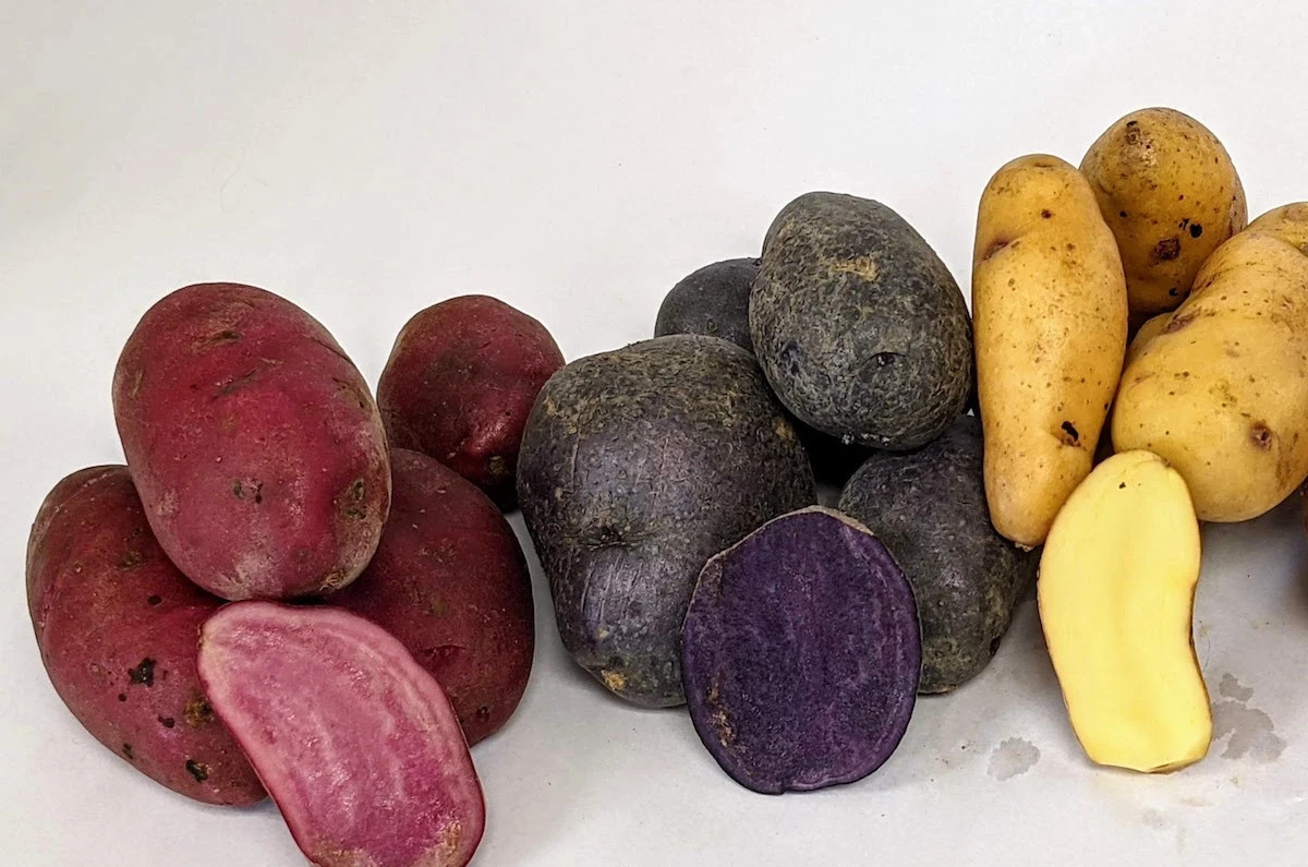Potato Seed Tuber Mix 2 lb Purple Red Yellow Yukon Russet Organic Seeds Potatoes