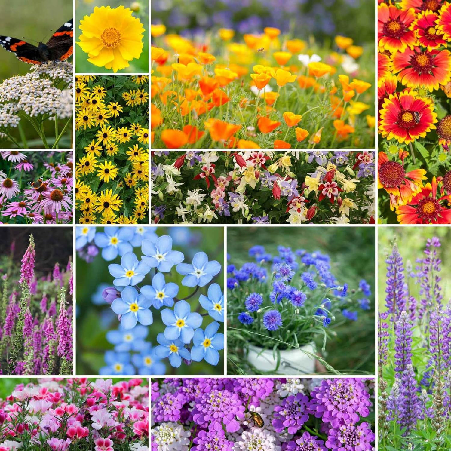Deer Resistant Wildflower Mixed Seeds for Planting, 1/4 Lb, 120,000+ Seeds with