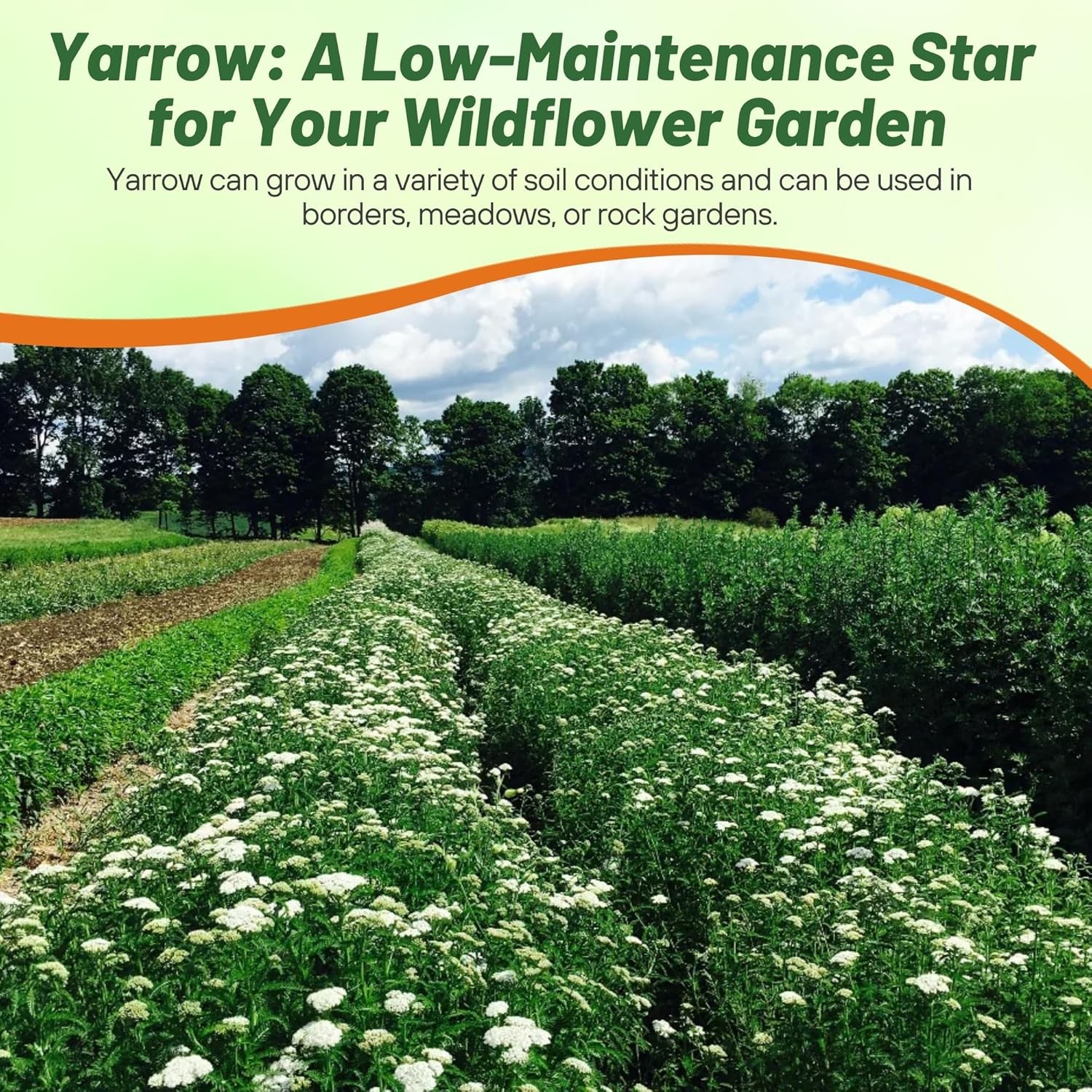5000 Seeds Achillea White Yarrow Seeds For Planting | Yarrow Wild Flower Seeds
