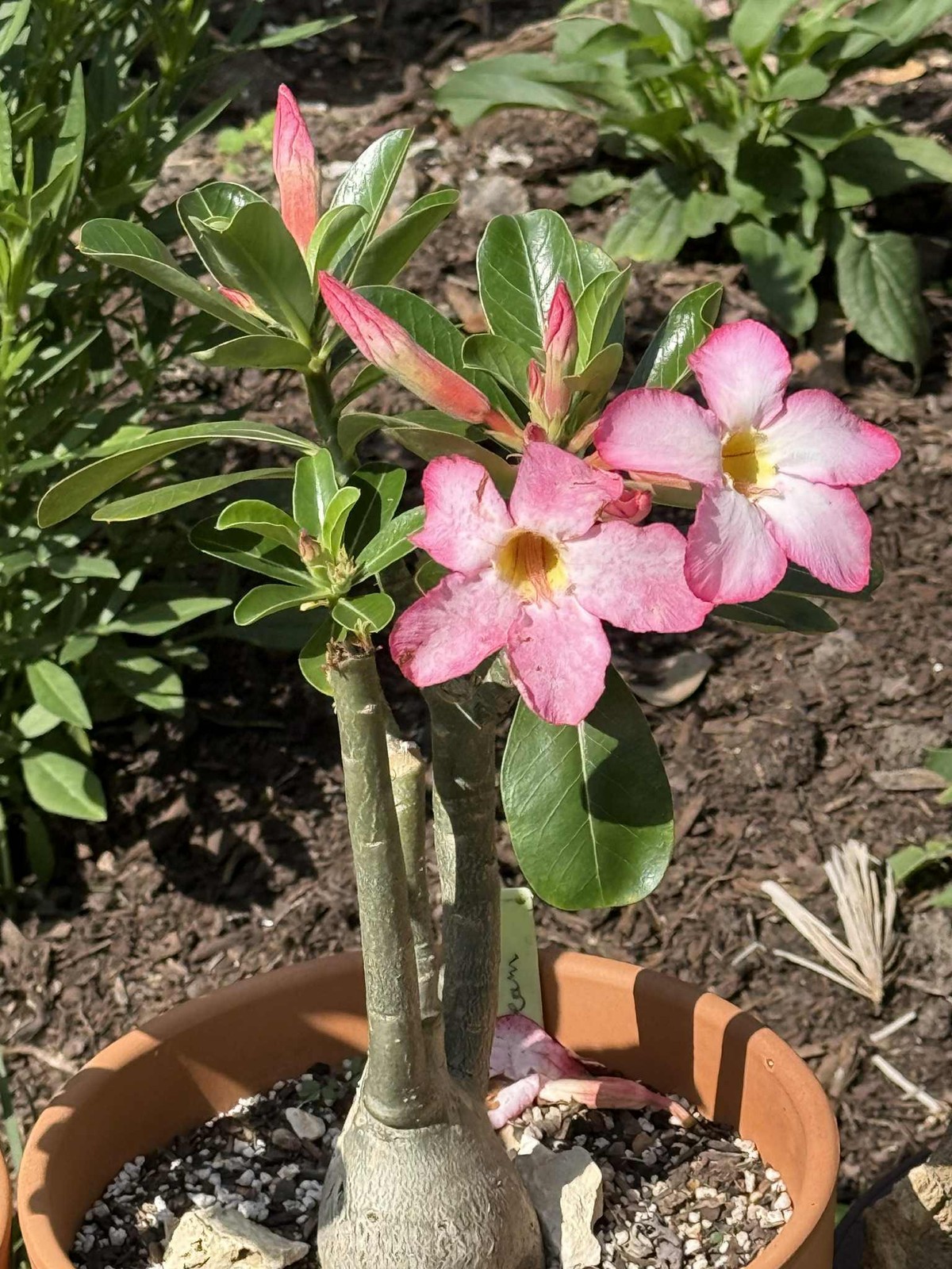 Seed- Adenium cv. Strawberries N Cream 20+ fresh seed (2025)
