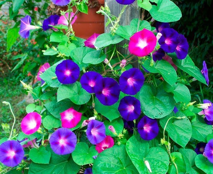 400+ MORNING GLORY FLOWER SEEDS – MIXED COLORS – CLIMBING – BEAUTIFUL — FRESH