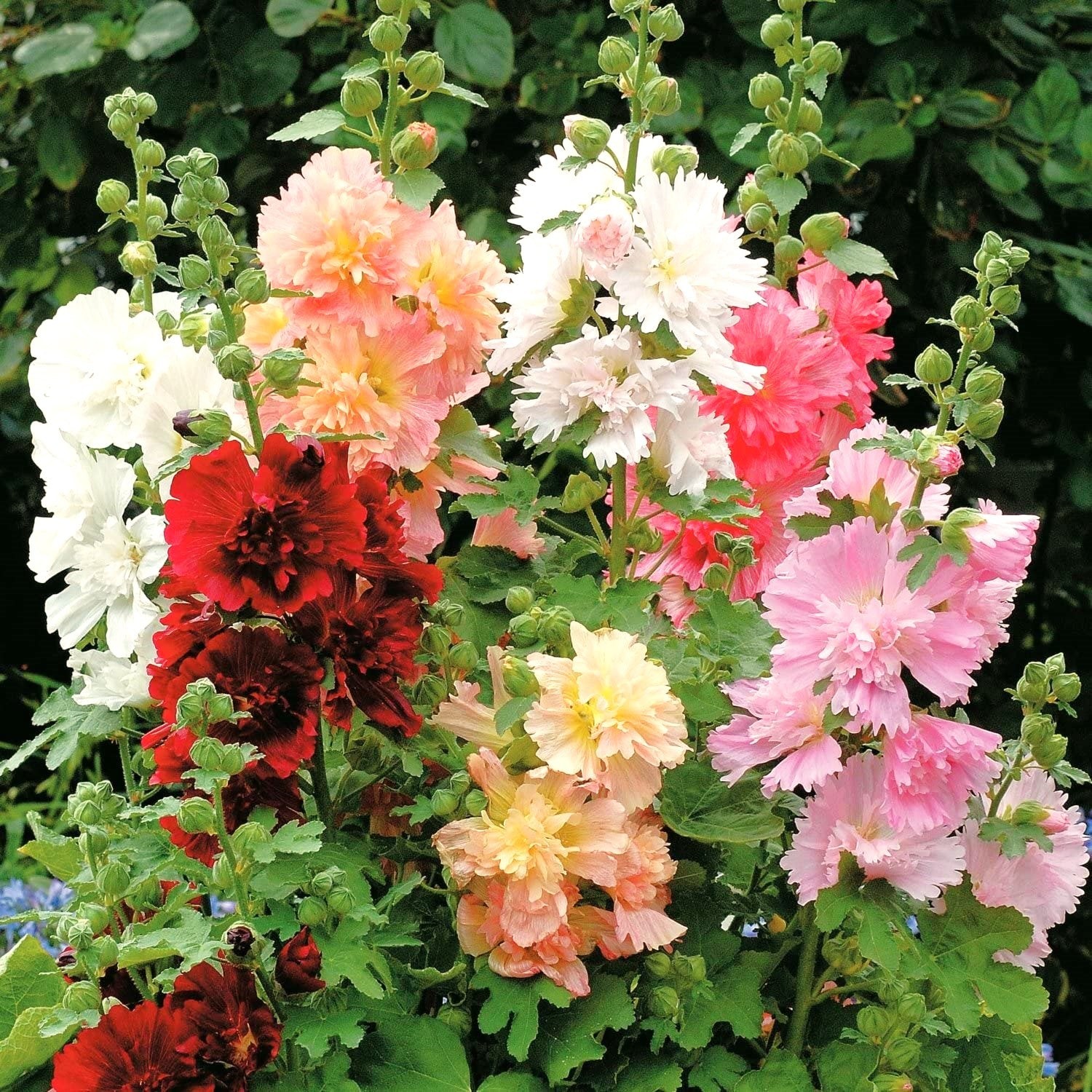 Summer Carnival Hollyhocks Seeds |Alcea Rosea Rose Holly Garden Flower Seed 2024