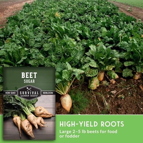 Sugar Beet Seeds for Planting – High Sugar Content Beets for Garden Growing, 2