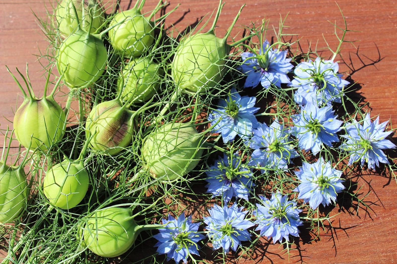 Love in a Mist Flower Seeds for Planting (1,000 Seeds) – Nigella damascena