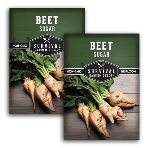 Sugar Beet Seeds for Planting – High Sugar Content Beets for Garden Growing, 2