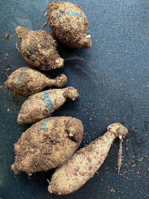 1 – Diana’s Memory Decorative Dahlia Flower Bulb Tuber