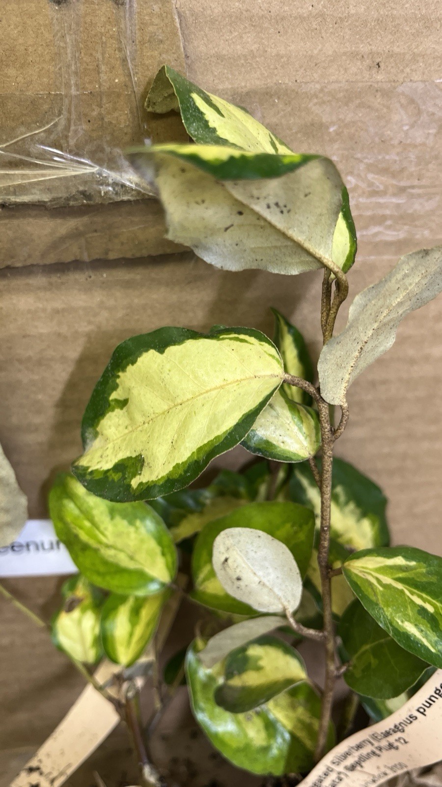 Variegated Silver berry E.P. “Maculata” 1 year old plant