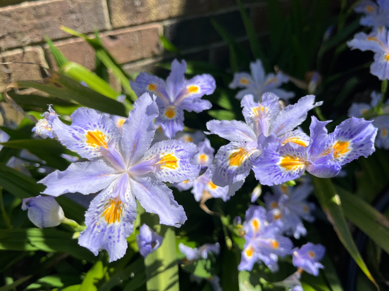 Heirloom Iris Purple, Walking Iris, 4 Plants + Free Shipping