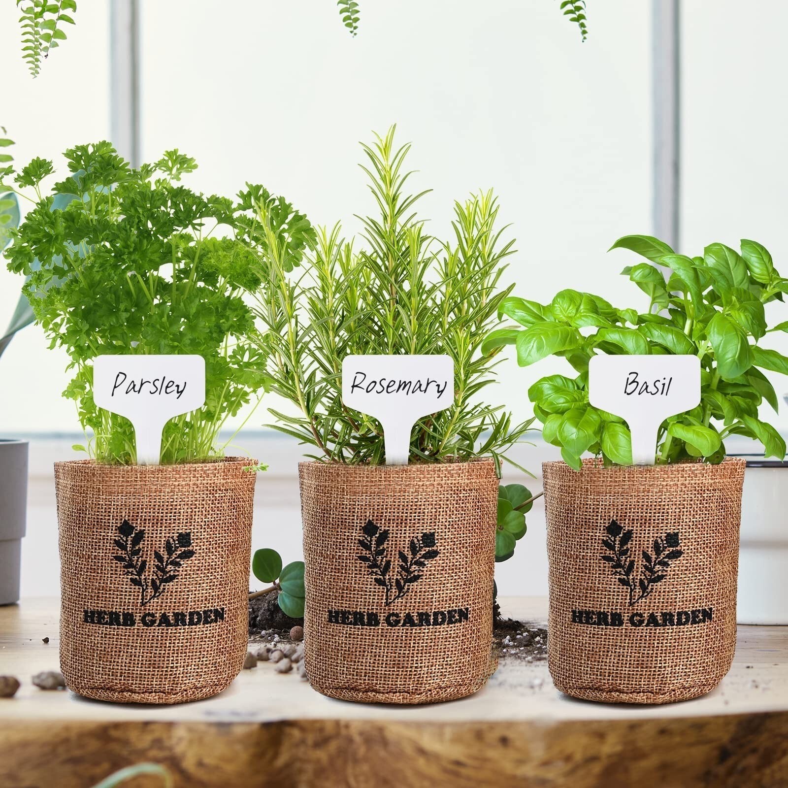 Indoor Herb Garden Starter Kit, 5 Non-Gmo Herb Seeds – Basil, Parsley, Rosemary,