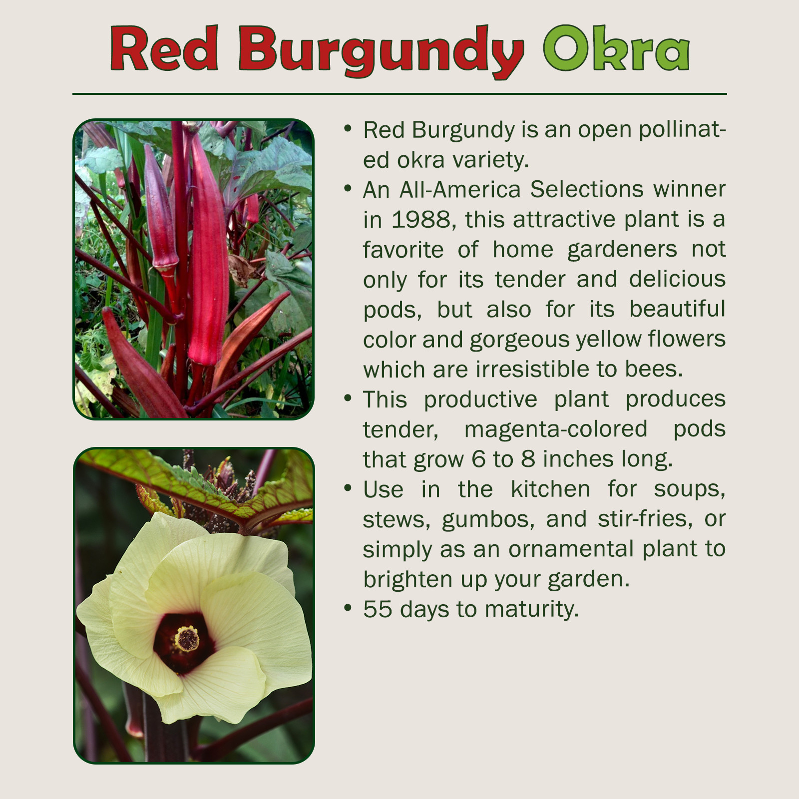 100 Red Burgundy Okra Seeds, Heirloom, Ornamental, Non-GMO, Genuine USA