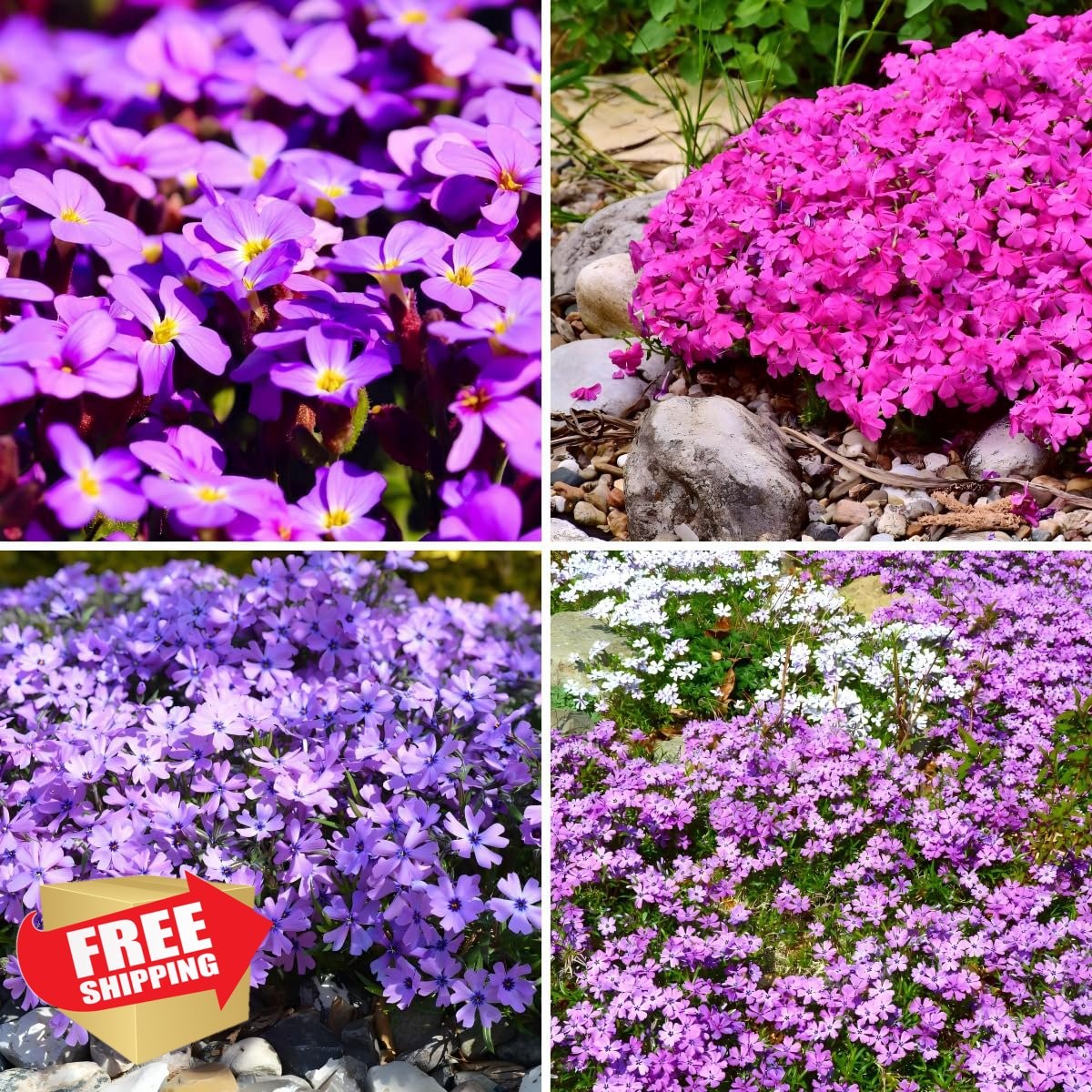 Carpet Creeping 1000+ Phlox Seeds Ground Cover Purple