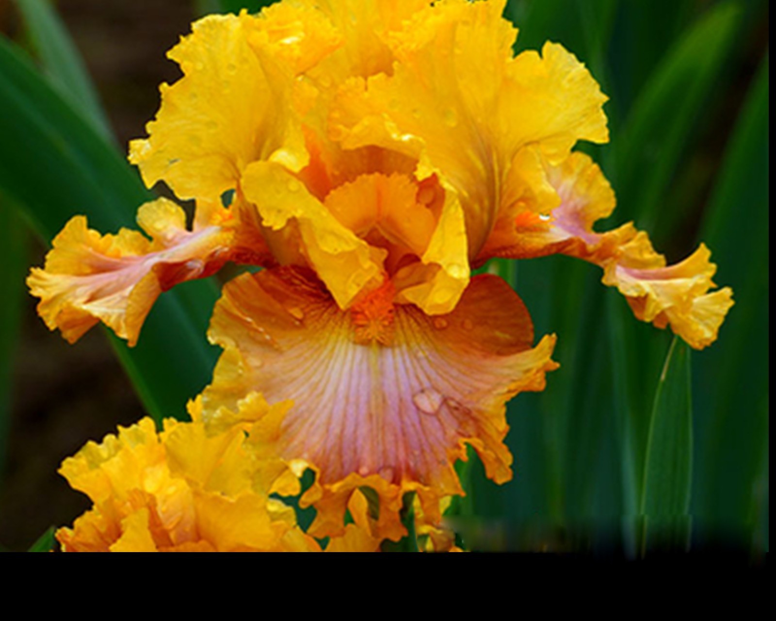 **NICE JOB** Tall Bearded Iris. Pre-Order, Combined Shipping: Jul – Sep